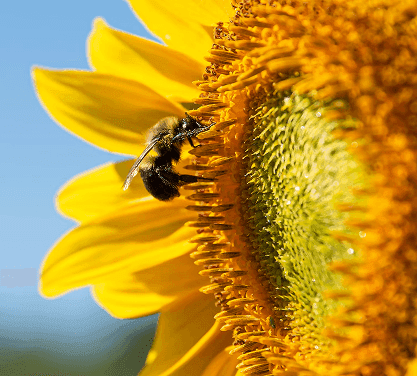 Why the Worker Bee Still Matters Today