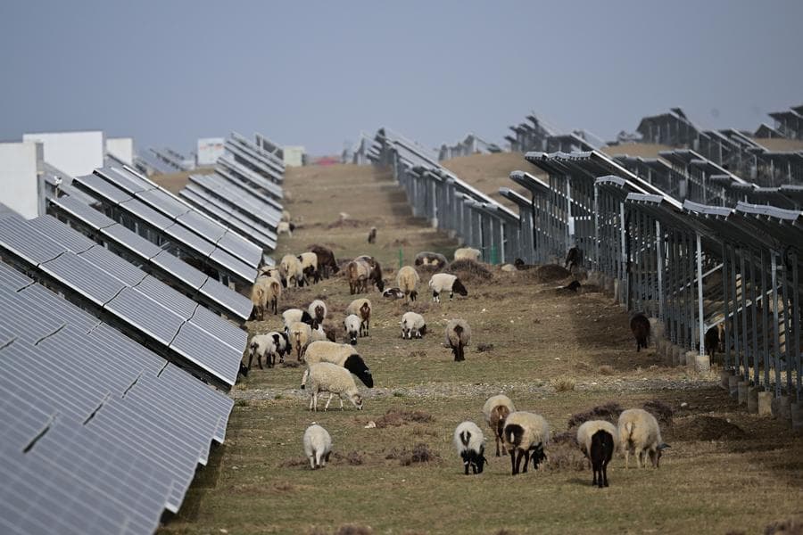 Sheep solar farm China