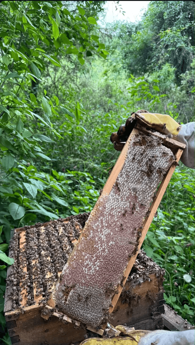 Martín Faraldo Paz: beekeeping in the Argentine jungle