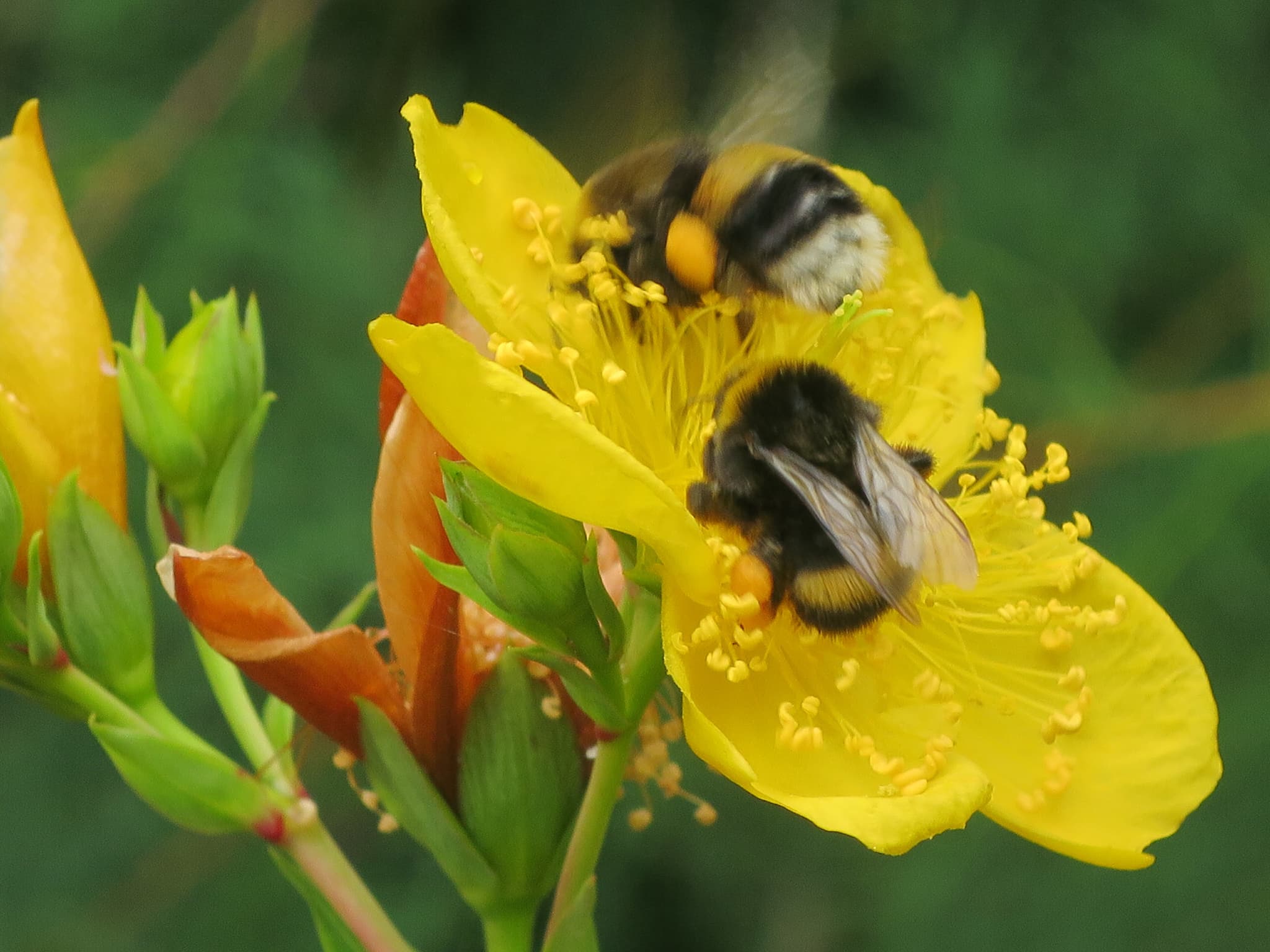 Summer Bees vs. Winter Bees: Nature’s Ultimate Masterclass in Resource Management