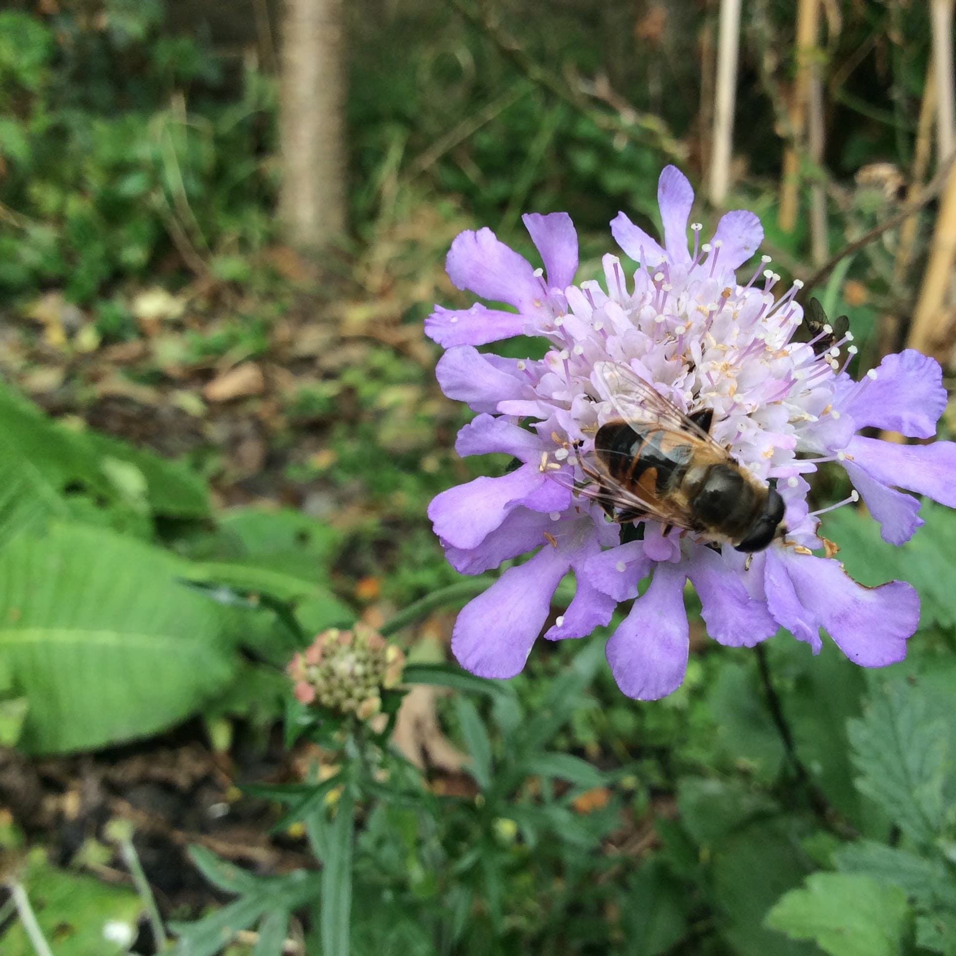 Why Pollinators Quietly Run Our Food System, and Increasingly, Our Energy Grid Too